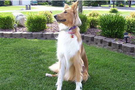 dog guard out of sight fencing