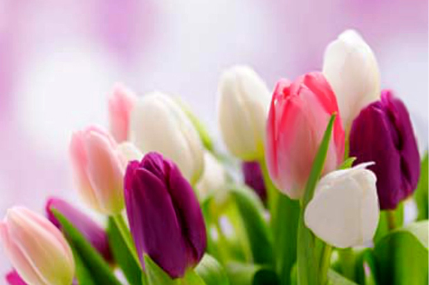 Arlene's Flowers