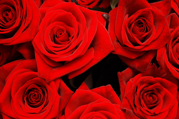 VanderSalm's Flower Shop & Garden Center