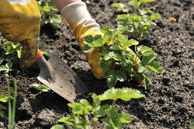 VanderSalm's Flower Shop & Garden Center