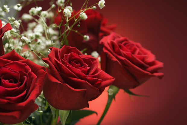 VanderSalm's Flower Shop & Garden Center