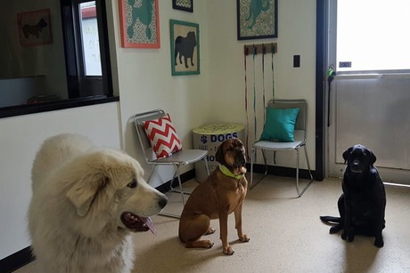 Unleashed Grooming, Boarding & Dog Daycare | One-Month of Unlimited ...
