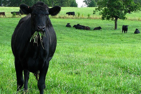 Holy Cow Grass Fed Beef