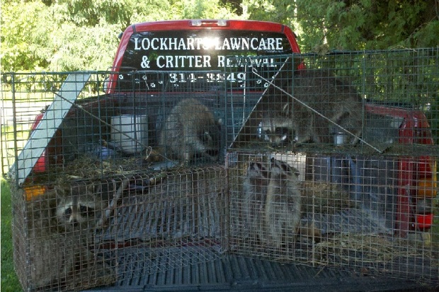 Lockharts Lawncare and Critter Removal