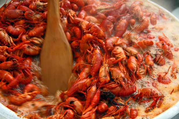 Crawfishresized