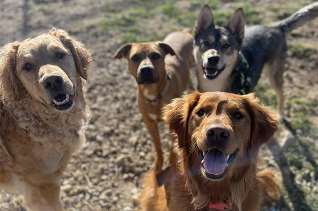 Animal House Boarding and More