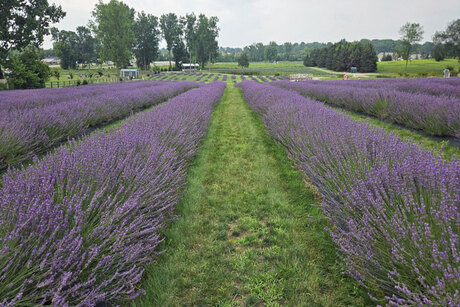 Indigo Lavender Farm