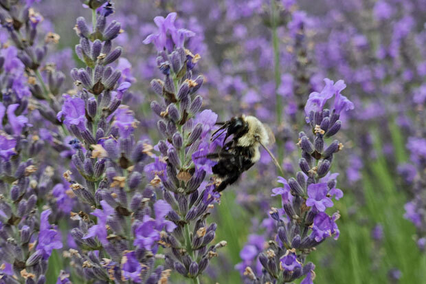 Indigo Lavender Farm
