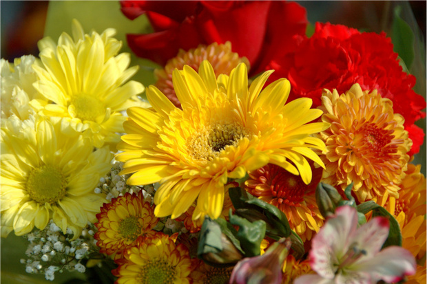 Ellis Home & Garden - Texarkana