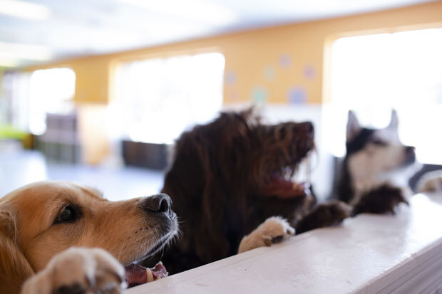 Elevation Dog Daycare & Pet Resort