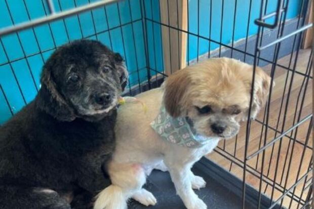 Fancy Fur Babies Grooming Salon