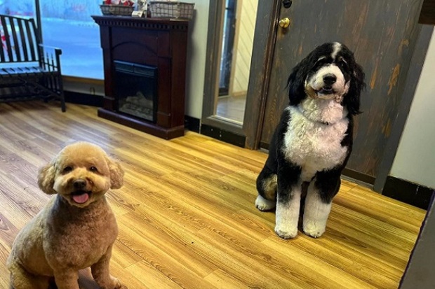 Fancy Fur Babies Grooming Salon