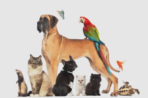 Petsuppliesplusfrommediactr