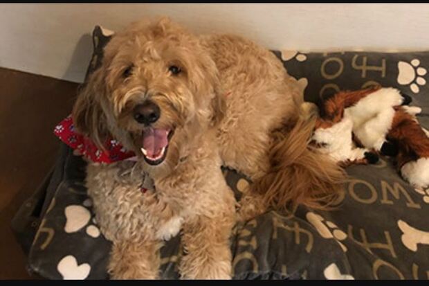 Cozy Home Pet Care