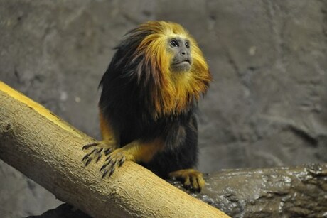 Dakota Zoo
