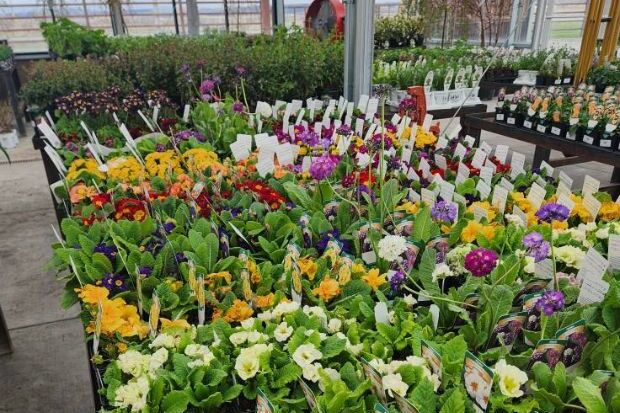 Canyon Creek Nursery