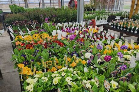 Canyon Creek Nursery