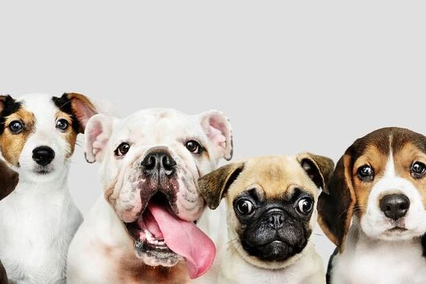 Lucky Dog Lodge