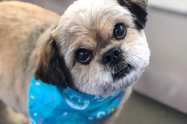 Parknbark dog