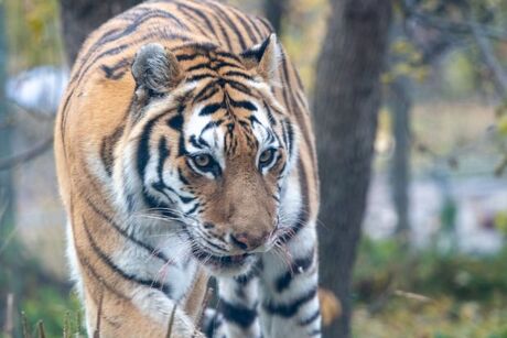 Lake Superior Zoo