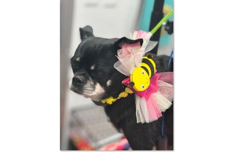 Buzzy Bees Mobile Pet Grooming