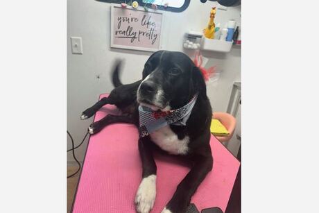 Buzzy Bees Mobile Pet Grooming
