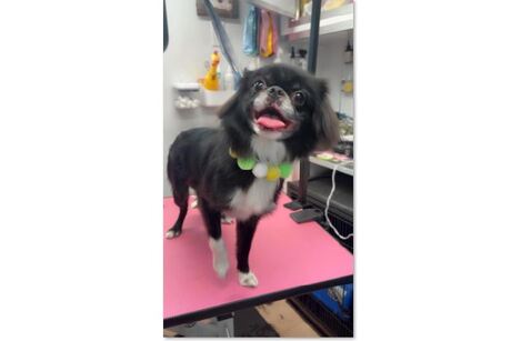 Buzzy Bees Mobile Pet Grooming