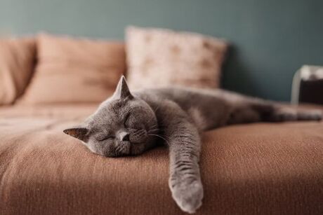 Dakota Cat Cafe