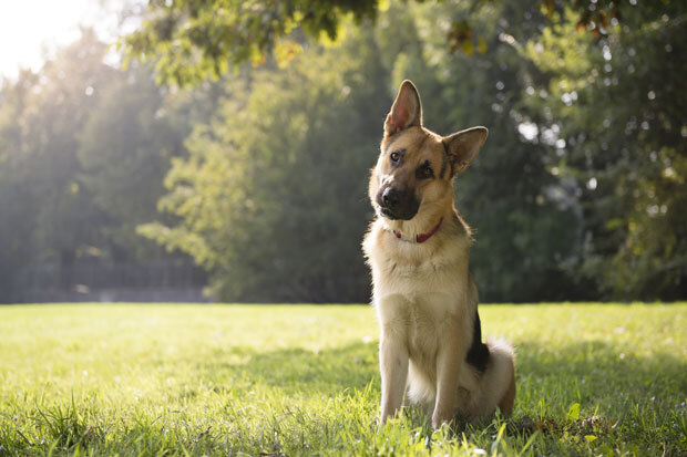 Dogheadtiltgiresized