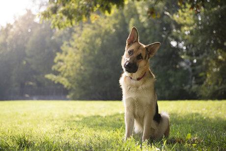 Positive First Dog Training