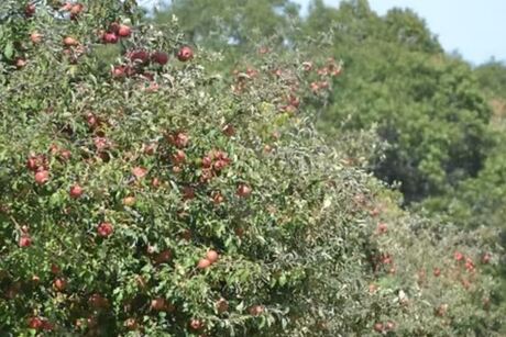 Collegeville Orchards