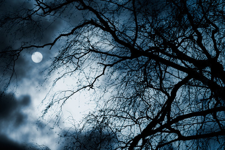 Haunted Forest