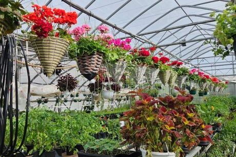 Baldwin Greenhouse & Nursery