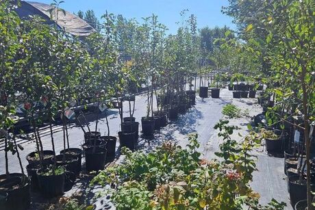 Baldwin Greenhouse & Nursery