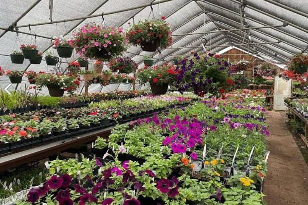 Duluthflowerfarmflowers