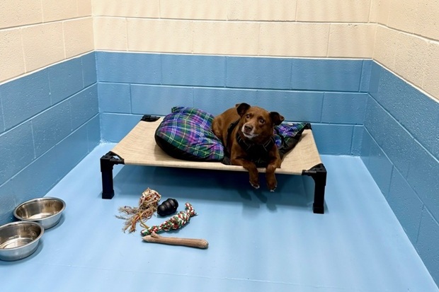 Progressive Pet Hospital