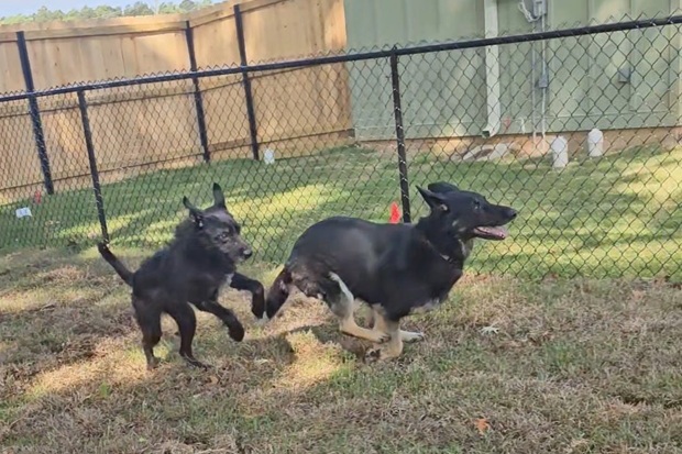 Progressive Pet Hospital