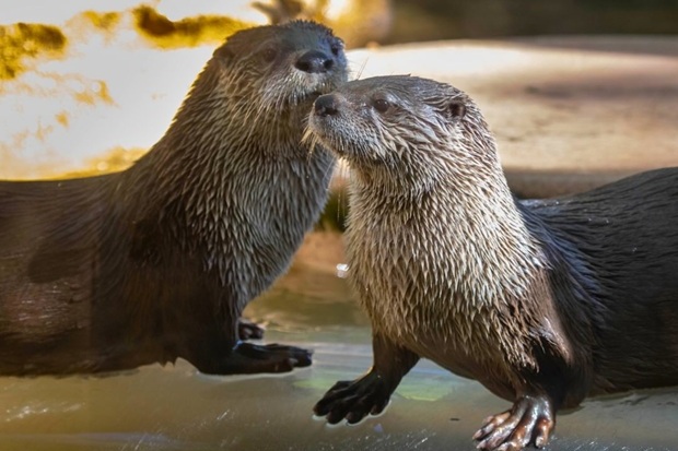 Mesker Park Zoo & Botanic Garden