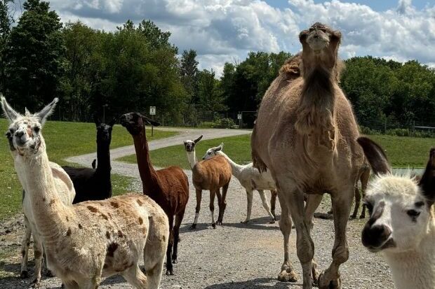 Hidden Valley Animal Adventure