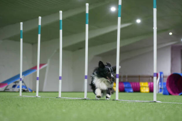 Mr. Dog Training
