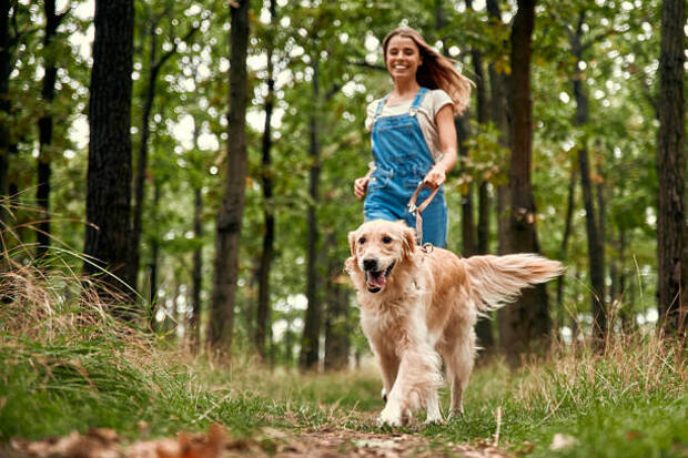 Mr. Dog Training