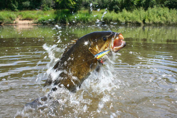 Bassfishinggiresized