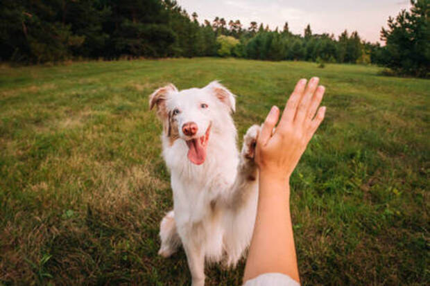 Ugly Dog Daycare & Training