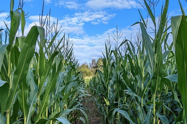 Stickley Family Farms & The Tunnel of Terror 