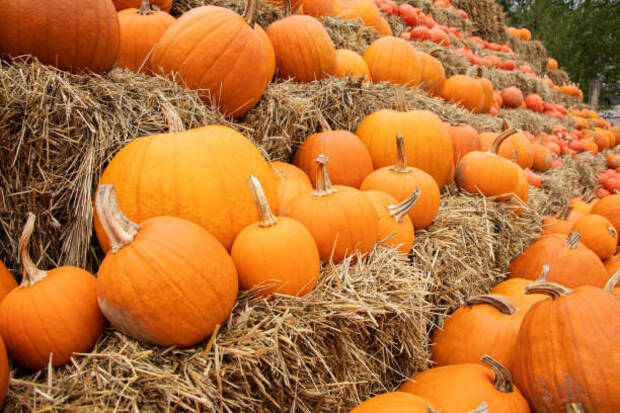Stickley Family Farms & The Tunnel of Terror 