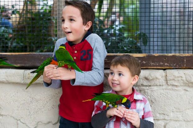 Bird Kingdom
